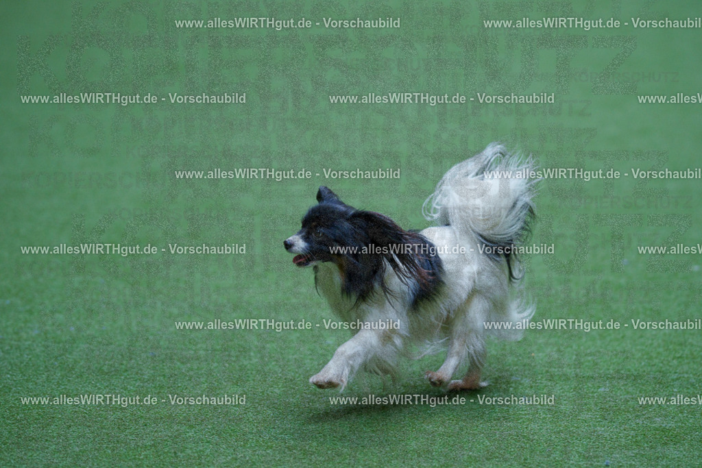@allesWIRTHgut_Tierfotografie - www.allesWIRTHgut.de - 2604251403-7R504628 | Professionelle Tierfotografie in Mönchengladbach von Daniel Wirth (allesWIRTHgut). Liebevolle & natürliche Bilder von Hunden & Katzen für unvergessliche Erinnerungen.