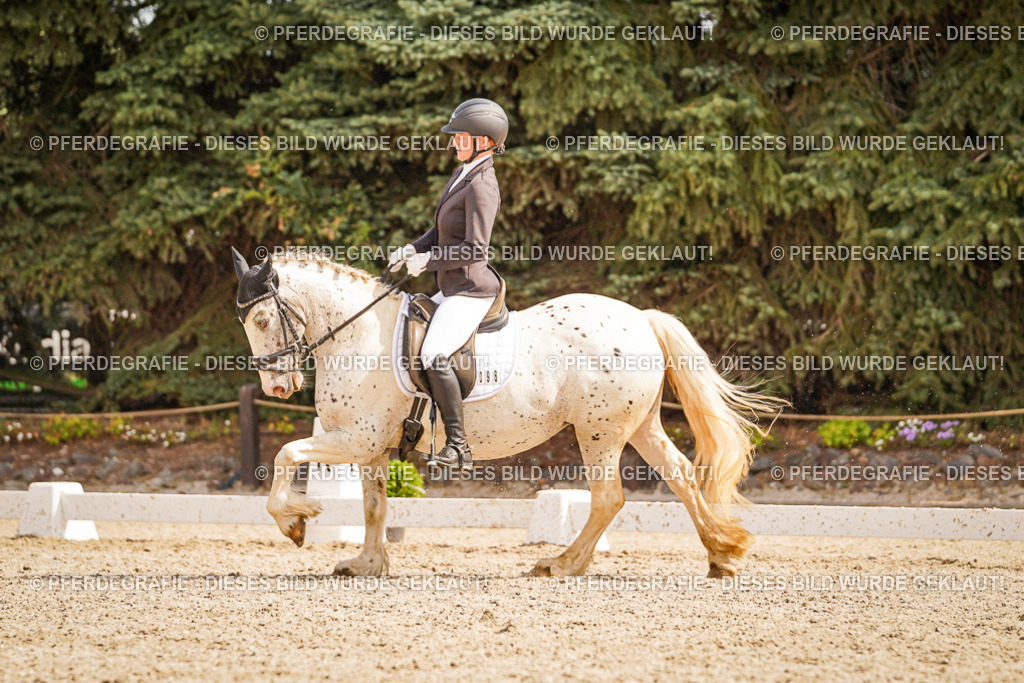 DSC01527 | Pferdegrafie