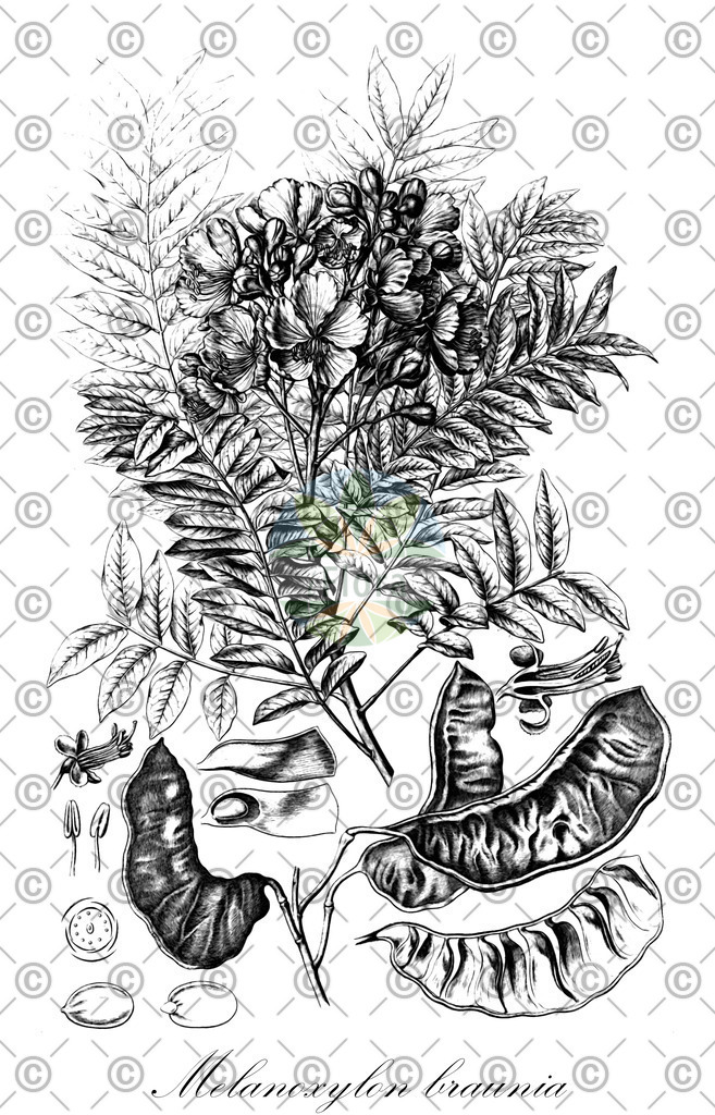 HistAbb_wfo-0000690136_1_ENZY_Simple | Historische Abbildung von Melanoxylon braunia - | Historical Illustration of Melanoxylon braunia - 
