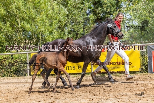 Sage Haast RR-477 | mandyhollmannphotographie