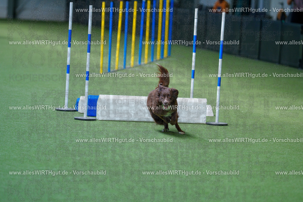 @allesWIRTHgut_Tierfotografie - www.allesWIRTHgut.de - 2604261355-7R502953 | Professionelle Tierfotografie in Mönchengladbach von Daniel Wirth (allesWIRTHgut). Liebevolle & natürliche Bilder von Hunden & Katzen für unvergessliche Erinnerungen.
