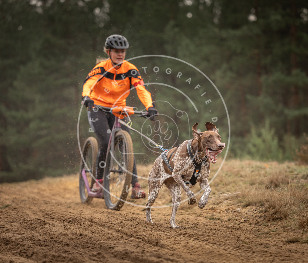 Pfotenfotografie_DV3A4839 | Hundefotografie, Tierfotograf, Pfotenfotografie, Fotoshooting Hund, Hunde Portrait, Hundesport, Hundeportraits, Heideshooting, Hunde, Sportfotograf, Hundefotograf, Turnierhundsport, THS,  - Realisiert mit Pictrs.com