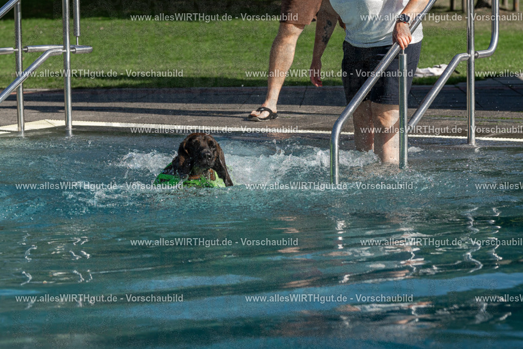 Hundeschwimmen_Volksbad_2026-allesWIRTHgut_Tierfotografie-2609061608-FAY07379 | Professionelle Tierfotografie in Mönchengladbach von Daniel Wirth (allesWIRTHgut). Liebevolle & natürliche Bilder von Hunden & Katzen für unvergessliche Erinnerungen.
