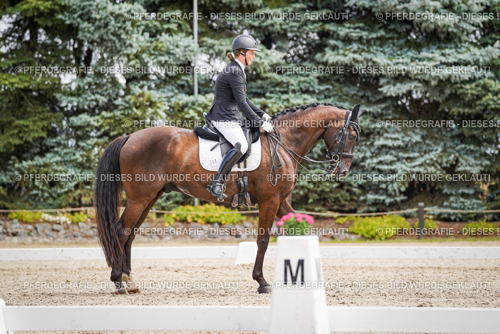 DSC03527 | Pferdegrafie