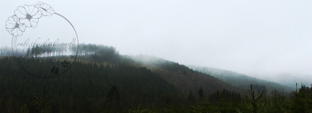 IMG_1263-01 | only.this.little.world - Realisiert mit Pictrs.com