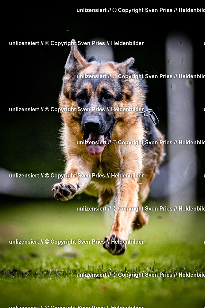 Sven Pries | 2025-10-03 - Hunderennen Obergrombach - Realisiert mit Pictrs.com