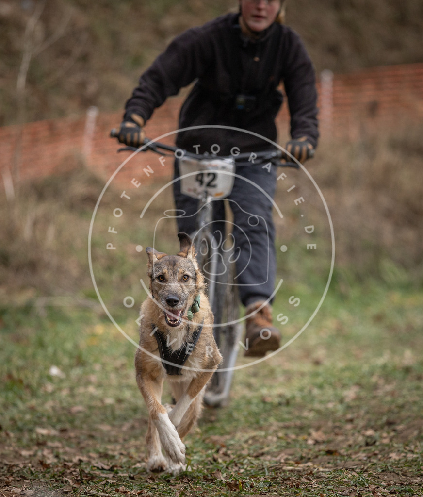 Pfotenfotografie_DV3A0533 | Hundefotografie, Tierfotograf, Pfotenfotografie, Fotoshooting Hund, Hunde Portrait, Hundesport, Hundeportraits, Heideshooting, Hunde, Sportfotograf, Hundefotograf, Turnierhundsport, THS,  - Realisiert mit Pictrs.com