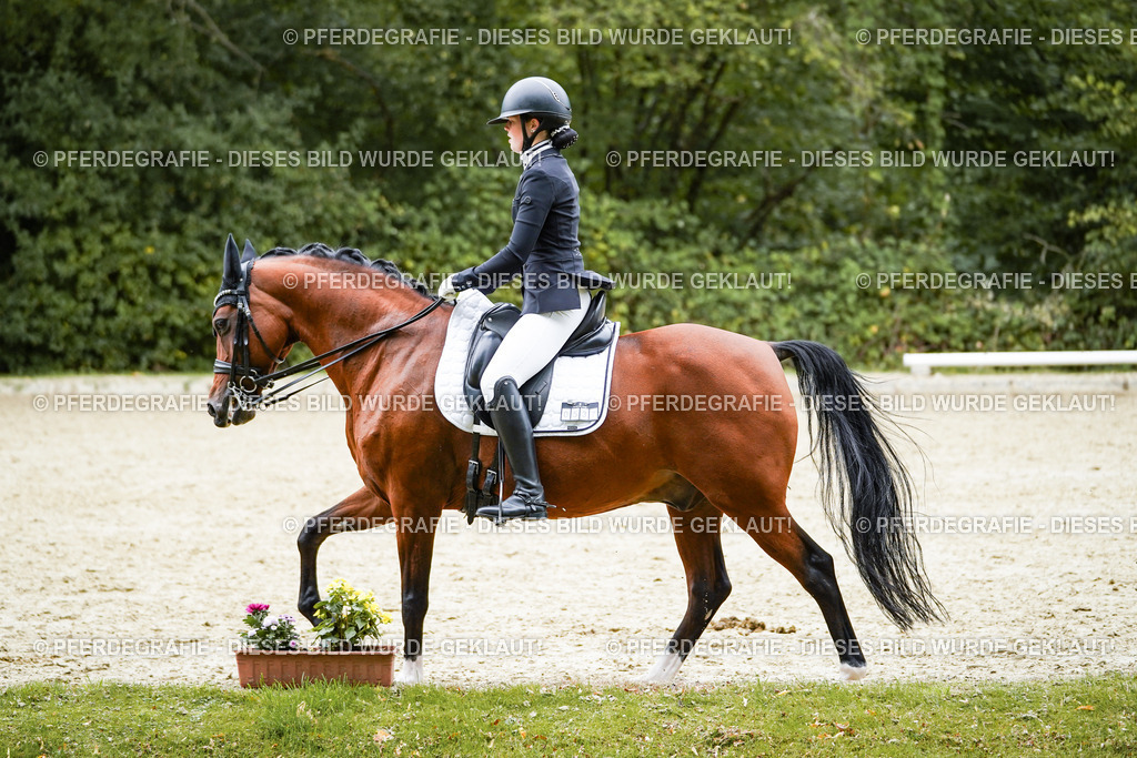 DSC01826 | Pferdegrafie