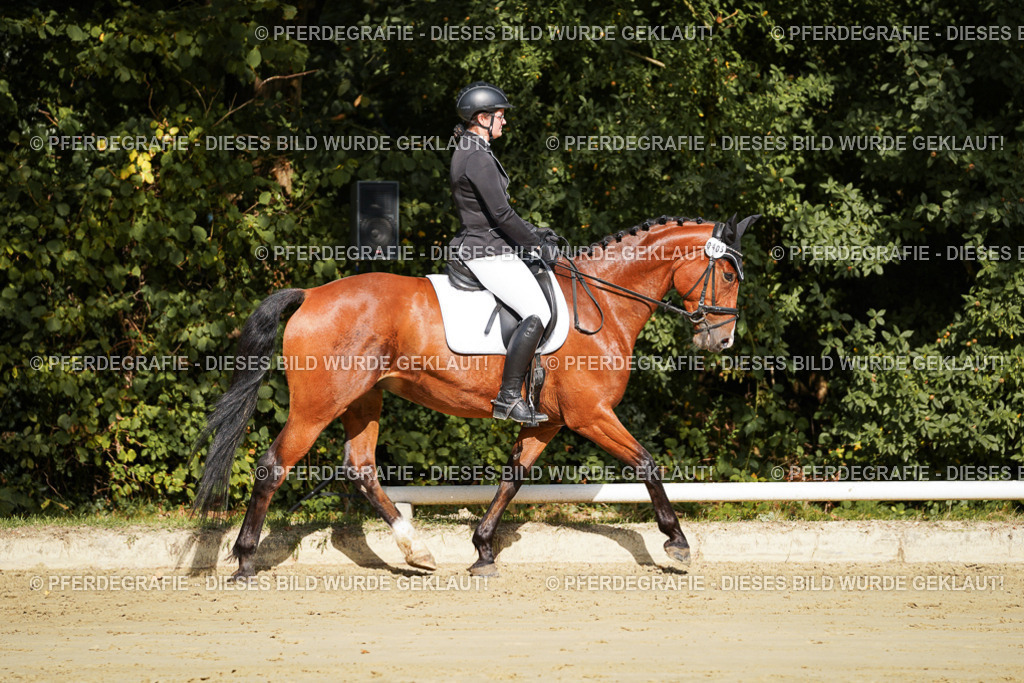 DSC08277 | Pferdegrafie