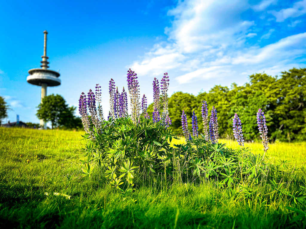 Turm-Lupine - Schotten | Der Mensch beeinflusst seine Umwelt wie kein anderes Lebewesen auf der Erde. Folglich vermischen sich technische Errungenschaften mit der Vielfalt der Natur. Im richtigen Blickwinkel entsteht auch auf dem Hoherodskopf ein solche Kompositionen der Gegensätze. - Realisiert mit Pictrs.com