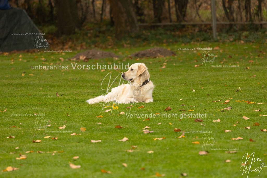 _16A0636 | Einzigartige Fotos von Hunden & Menschen –Actionfotos, Portraits, Vereinsaufnahmen & Paarshootings – authentisch, lebendig & mit Herz.