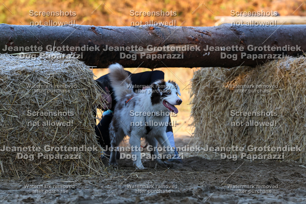 Dog Paparazzi - Strongdog 10-25-480 | Dog Paparazzi Jeanette Grottendiek Fotografie & Videografie - Realisiert mit Pictrs.com