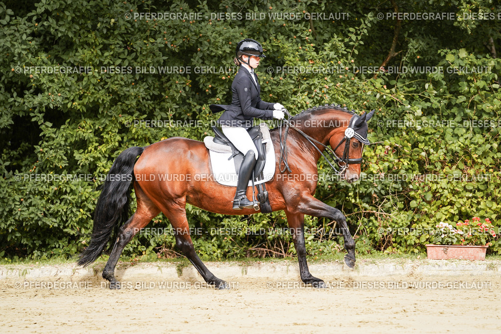 DSC02010 | Pferdegrafie