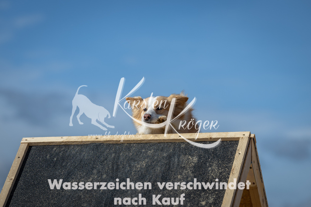 1244_ZZ93480-2 | kk-dogfotos
