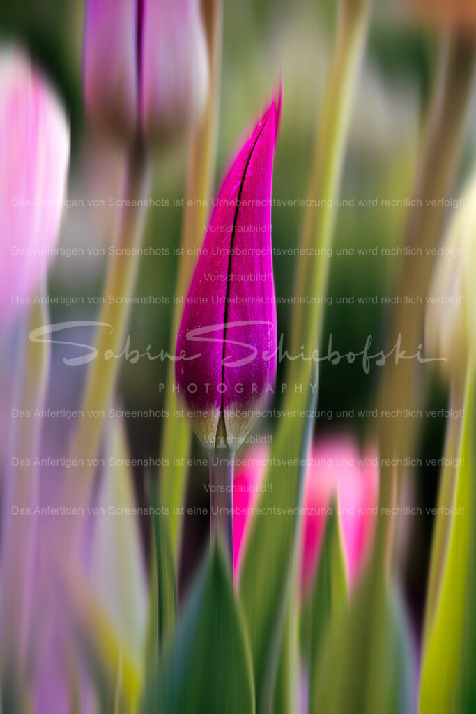 Wandbild Tulpe in Bewegung | People- und Tierfotografie, Imageaufnahmen, Veranstaltungsfotografie und Wandbilder aus der Natur ★ Made in Germany ✔️ Druck + Downloads ✔️ Naturfotografie in Top Qualität ★ schneller Versand, weltweite Lieferung! - Realisiert mit Pictrs.com