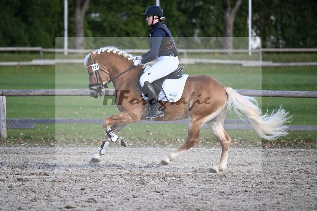 Kat-Nr. 8 Simba L v. Sonnenkoenig-Gold_Kappelsberger_43250745 | hf-fotografie - Realizzato con Pictrs.com