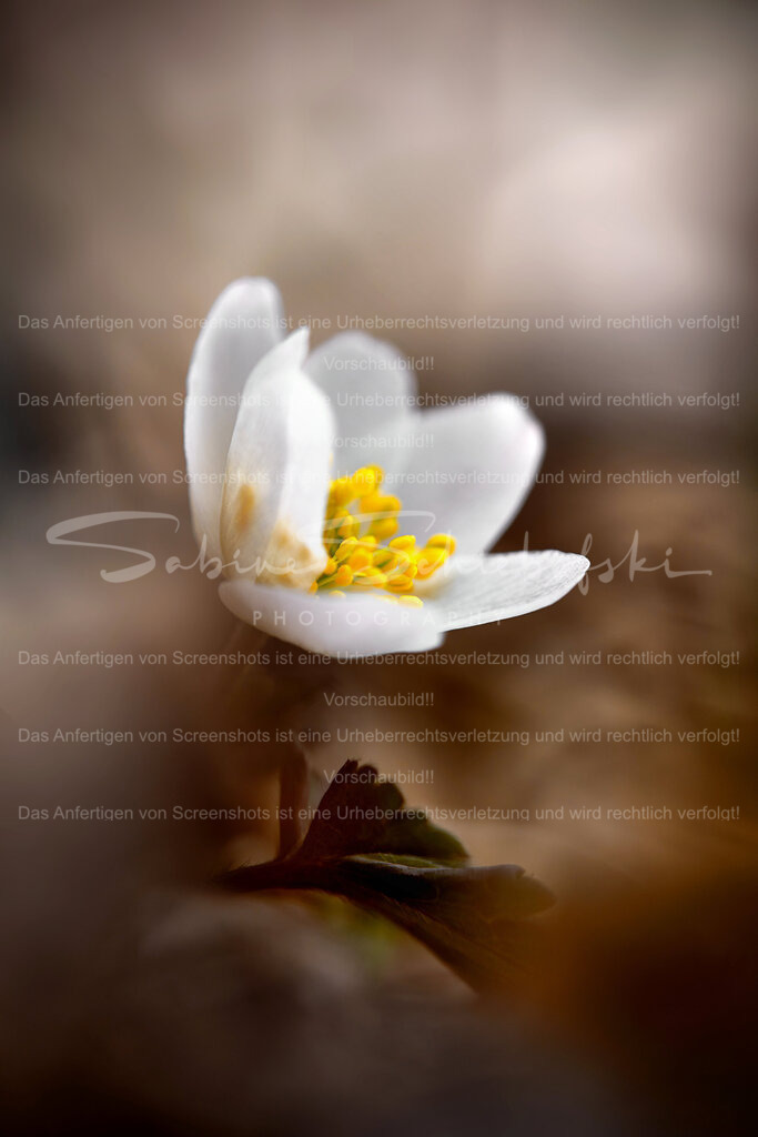 Wandbild Buschwindröschen | People- und Tierfotografie, Imageaufnahmen, Veranstaltungsfotografie und Wandbilder aus der Natur ★ Made in Germany ✔️ Druck + Downloads ✔️ Naturfotografie in Top Qualität ★ schneller Versand, weltweite Lieferung! - Realisiert mit Pictrs.com