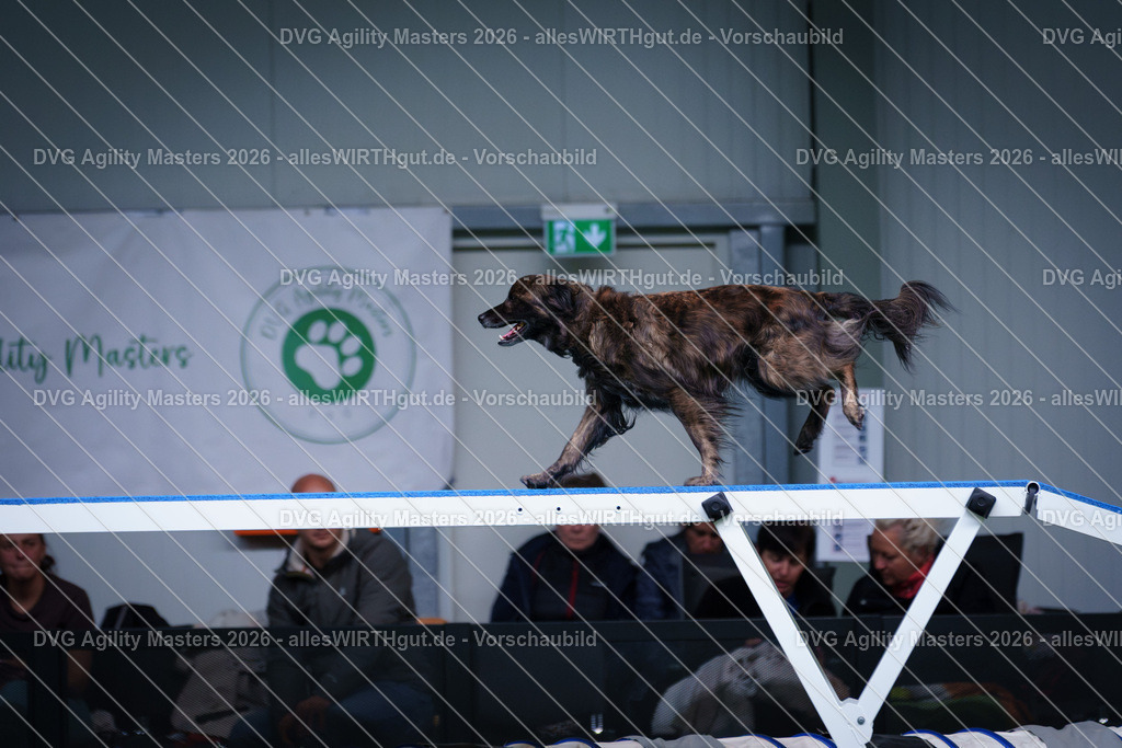 allesWIRTHgut_Tierfotografie-DVG_Agility_Masters_2026-12_38-7R502667 | Professionelle Tierfotografie in Mönchengladbach von Daniel Wirth (allesWIRTHgut). Liebevolle & natürliche Bilder von Hunden & Katzen für unvergessliche Erinnerungen.