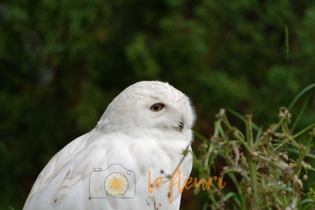 DSC_0127-NEF_DxO_PRIME | Dies ist der Shop von Florian Blum - le fleuri. Langenthal, Bern, Schweiz. Sie können hier meine oder ihre eigenen Fotos als Fotoprodukte kaufen. Tassen, Schlüsselanhänger, Taschen etc. können Sie hier gestalten.  - Realisiert mit Pictrs.com