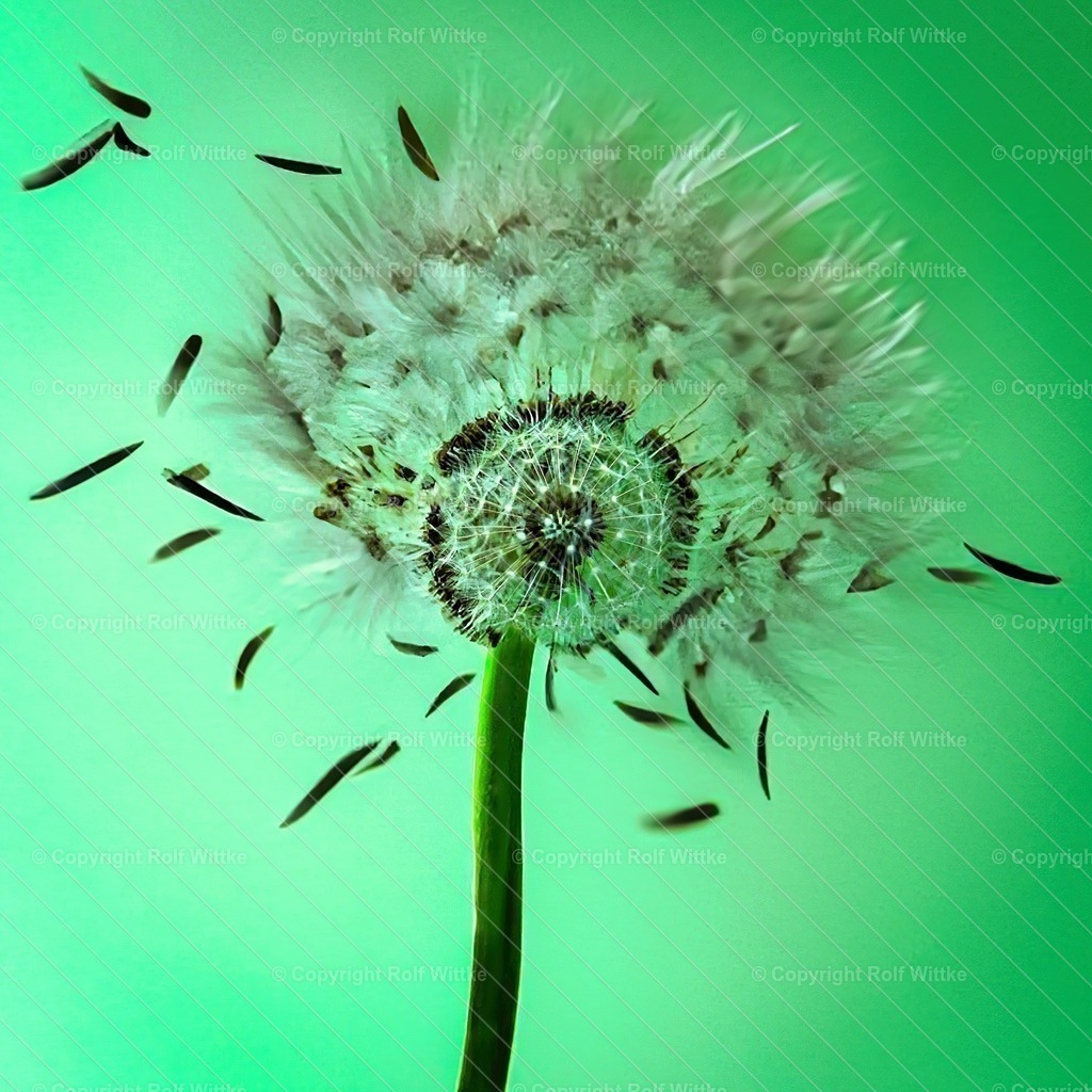 pustblume | die Pusteblume im Wind  - Realisiert mit Pictrs.com