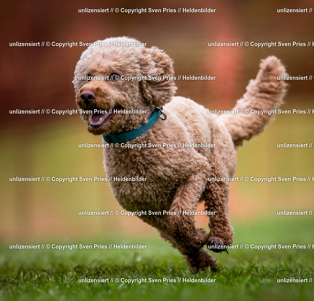 Sven Pries | 2024-04-21 - Hunderennen Baden-Oos
Foto: Sven Pries - Realisiert mit Pictrs.com