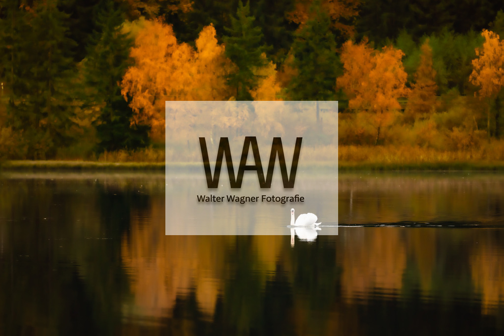 Schwan am Gaishorner See | walter-wagner-fotografie