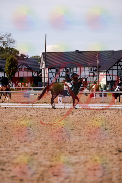 2026_10_03_Siefer-Hof_132558_Z81_78139954 | Professionelle Reitsport-, Turnier- und Eventfotografie von Robert Broda. Galerien mit ausgewählten und bearbeiteten Bildern direkt online ansehen und bestellen.