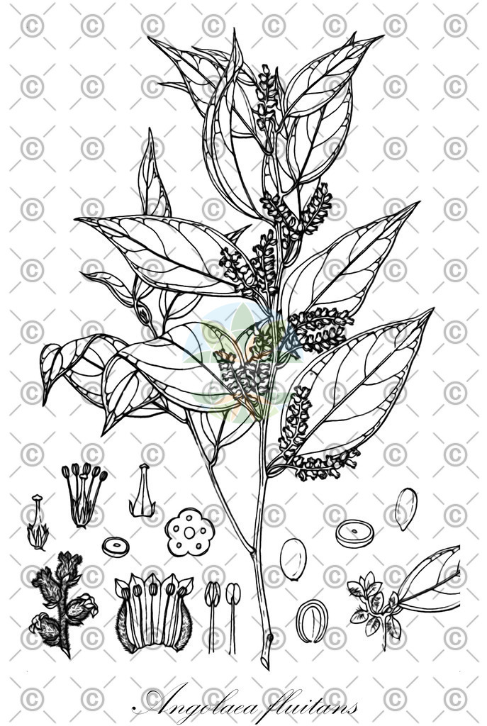 HistAbb_wfo-0000536542_573_ENZY_Simple | Historische Abbildung von Angolaea fluitans - Podostemaceae | Historical Illustration of Angolaea fluitans - Podostemaceae