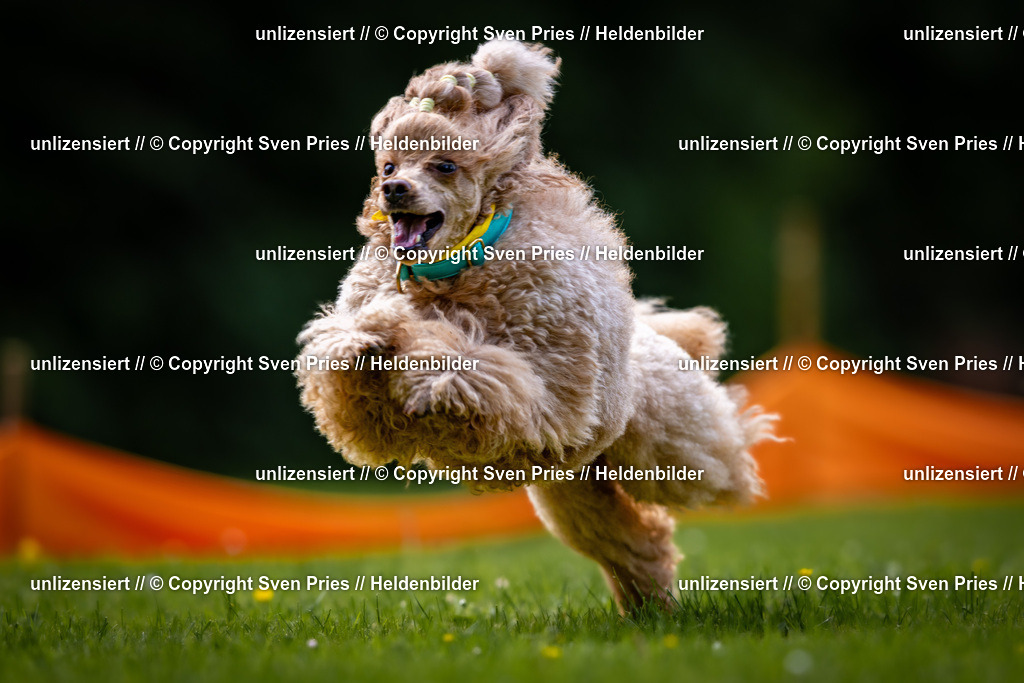 Sven Pries | 2026-05-14 - Hunderennen KA Durlach Vatertag 2026 - Realisiert mit Pictrs.com