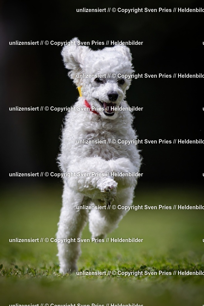 Sven Pries | 19. Allgemeines Hunderennen Karlsruhe Durlach - Realisiert mit Pictrs.com