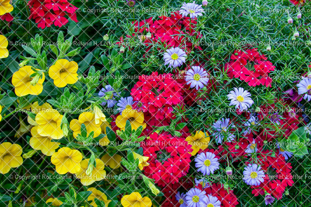 Zauberglöckchen Calibrachoa sind eine Gattung der Familie der Nachtschattengewächse (Solanaceae)__Steifes Eisenkraut_.Verbena rigida Spreng._Familie-Verbenaceae__Berg-Aster_Aster amellus L._Familie-Asteraceae | Zauberglöckchen, Calibrachoa sind eine Gattung der Familie der Nachtschattengewächse (Solanaceae). Steifes Eisenkraut. Verbena rigida Spreng. Aus der Familie der Verbenaceae. Berg-Aster. Aster amellus L., aus der Familie der Asteraceae - Realisiert mit Pictrs.com