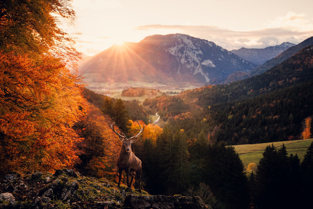 Hirsch 2 | ap-design // andreas plenk - Realisiert mit Pictrs.com