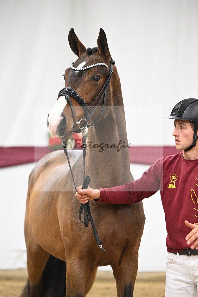 Kat-Nr. 136 Va Bene x Topas_Dr. Dieter Schuele_47254664 | hf-fotografie - Realisiert mit Pictrs.com