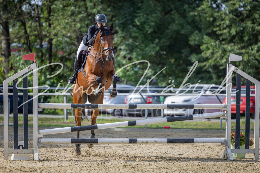 20260905-_3LI7326 | Tierfotografie Pferde, Hunde, Katzen, Haustiere.
Turnierfotografie Reitturniere, Reiten, Springreiten, Dressur in Hanau, dem Main-Kinzig-Kreis und dem Rhein-Main- Gebiet um Frankfurt