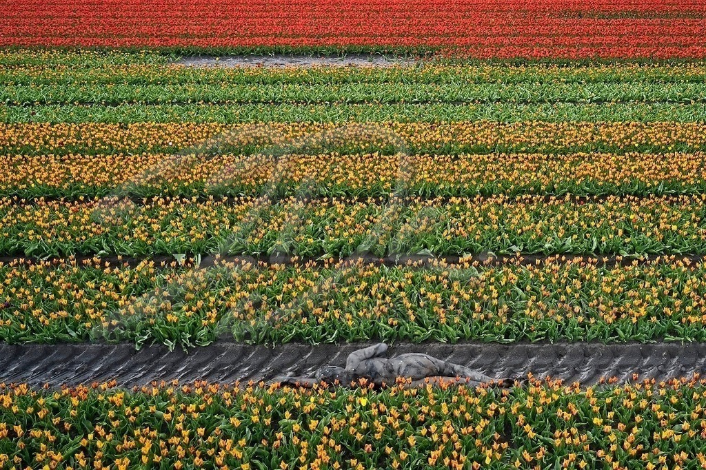 NatureArt-TULPENFELD_lb44b | Zwischen den Reihen | #001 | Modell: Katey | Foto: Ulrich Stamm - Realisiert mit Pictrs.com