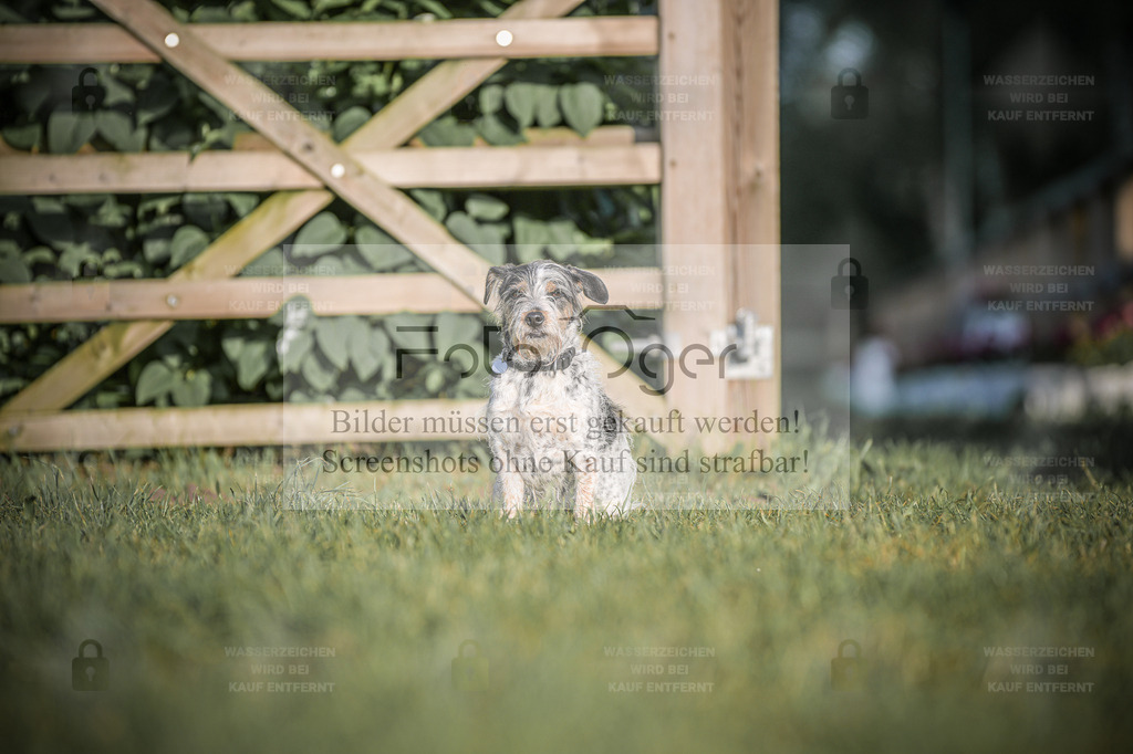 DOS_4890 | Entdecke hochwertige Reitturnierfotos von Foto Oger. Professionell, emotional und authentisch – jetzt Lieblingsmomente im Shop bestellen. - Realisiert mit Pictrs.com