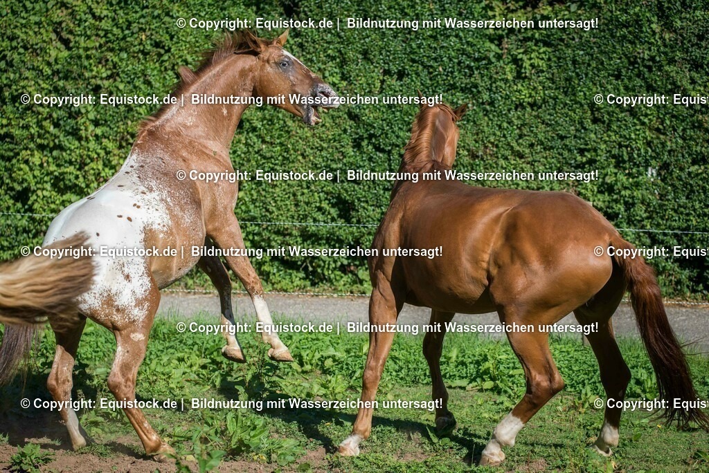 20160824_Wallache_auf_der_Koppel_0008 | Foto: Thomas Hartig