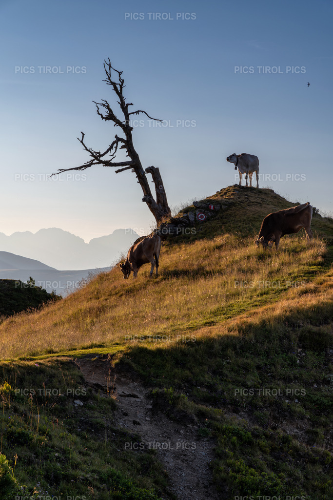 DSC_0435-Verbessert-RR-Bearbeitet | Tirolpics