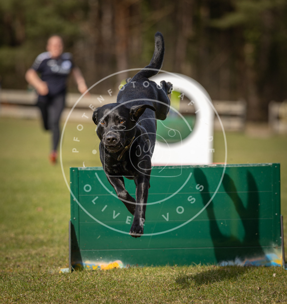Pfotenfotografie_DV3A0494 | Hundefotografie, Tierfotograf, Pfotenfotografie, Fotoshooting Hund, Hunde Portrait, Hundesport, Hundeportraits, Heideshooting, Hunde, Sportfotograf, Hundefotograf, Turnierhundsport, THS,  - Realisiert mit Pictrs.com