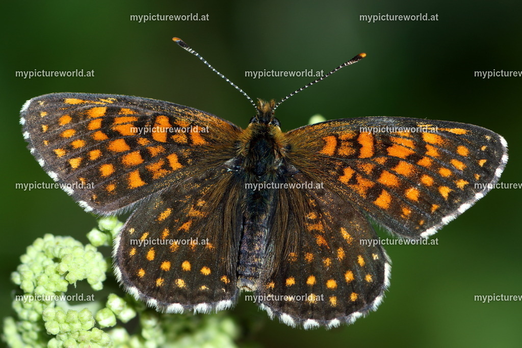 Melitaea diamina-023 | Das Bilderarchiv über Tiere, Planzen und Landschaften. In der Bilddatenbank finden Sie ein große Auswahl an hochwertigen Bilder für Ihre Werbung - Realisiert mit Pictrs.com