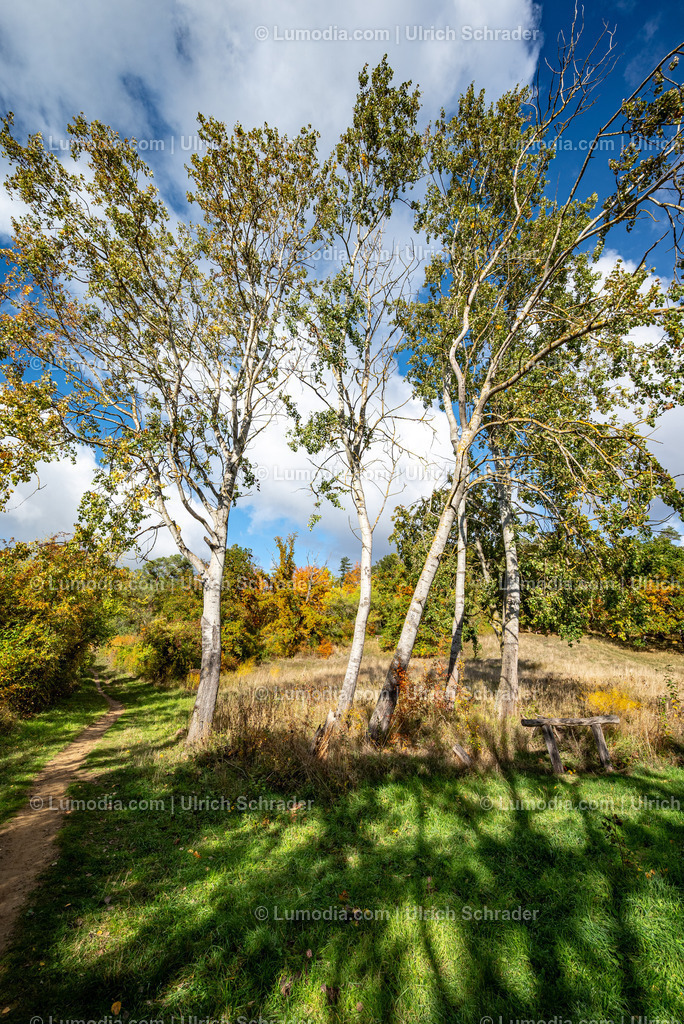 10049-13723 - Herbststimmung in den Spiegelsbergen | Stockfoto und Bilderpool mit Bildmaterial aus Deutschland, dem Harz, Halberstadt, Quedlinburg, Wernigerode und weltweit. Qualitativ hochwertige und professionelle Fotos anschauen und kaufen. - Realisiert mit Pictrs.com