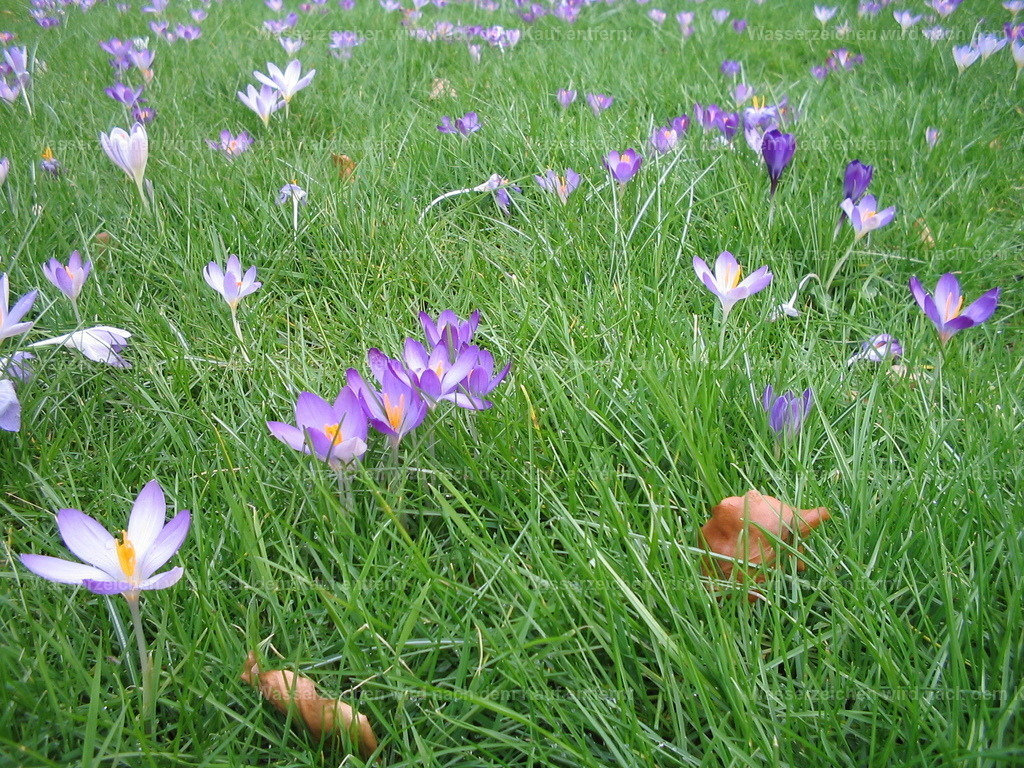 Wiese mit Blumen | Bunter Rasen - Realisiert mit Pictrs.com
