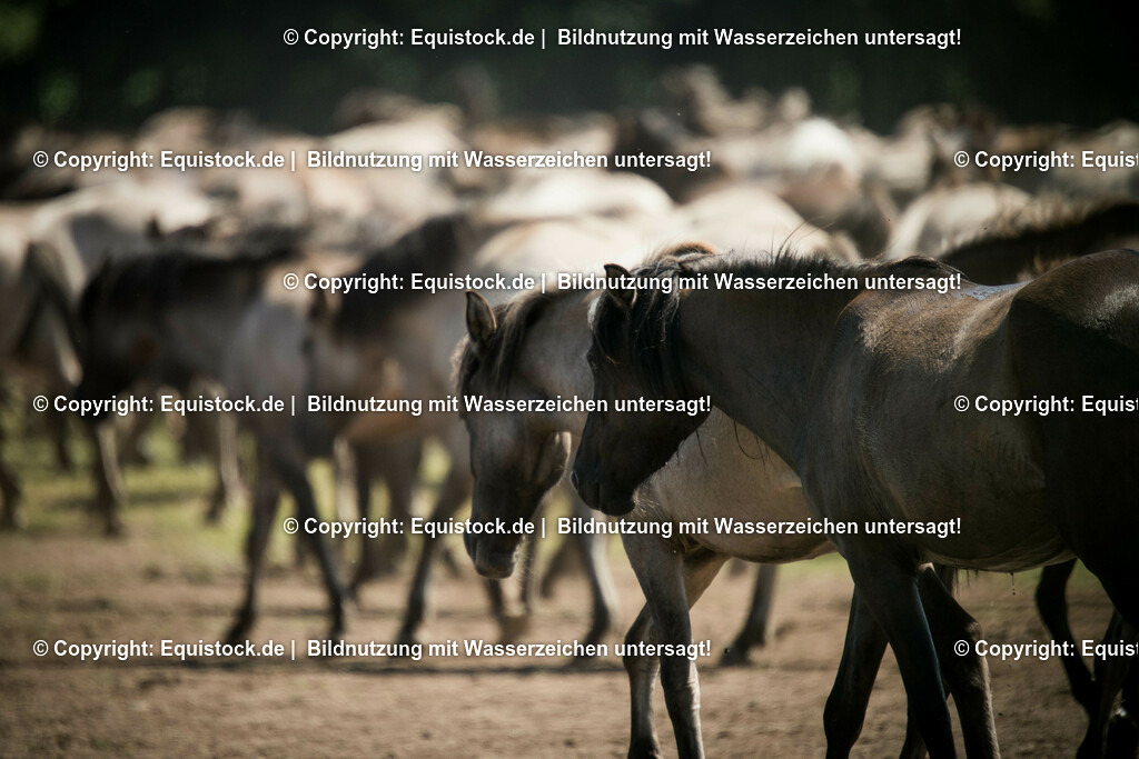 20150711_TOMsPiC_0205 | equistock