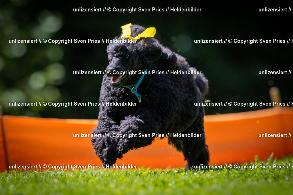 Sven Pries | 2025-08-10 - Hunderennen Durlach - Realisiert mit Pictrs.com