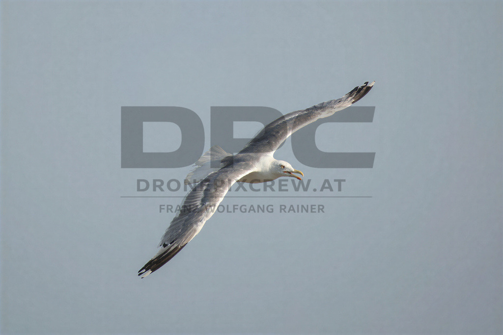 Yellow-legged Gull (Larus michahellis) | Yellow-legged Gull (Larus michahellis), a large gull species commonly found along Mediterranean coasts, rocky shorelines, harbours and coastal areas. - Realisiert mit Pictrs.com