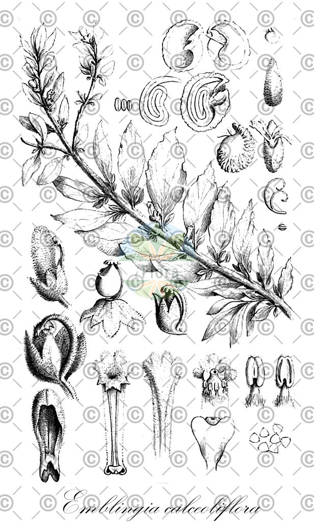 HistAbb_wfo-0000667056_1_ENZY_Simple | Historische Abbildung von Emblingia calceoliflora - Emblingiaceae | Historical Illustration of Emblingia calceoliflora - Emblingiaceae