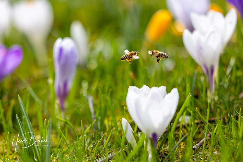 Zwei Honigbienen auf Krokuswiese | Zwei Honigbienen auf Krokuswiese - Realisiert mit Pictrs.com