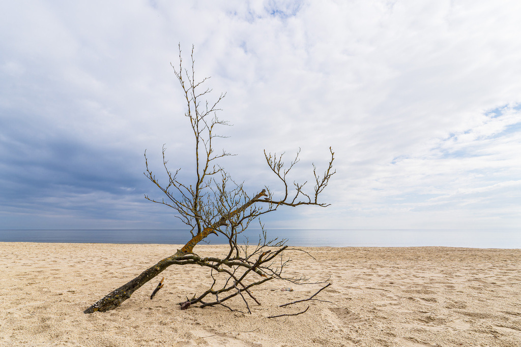 Baumstamm am Strand von Bansin auf der Insel Usedom | Baumstamm am Strand von Bansin auf der Insel Usedom.