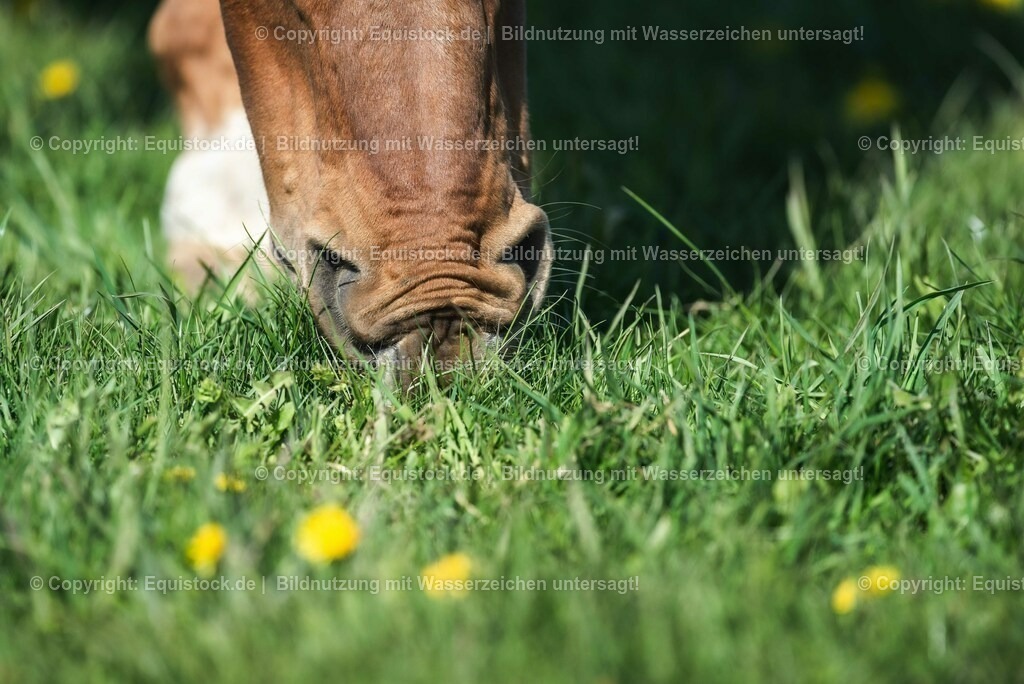 20210426_Pferd-auf-Koppel_0117 | equistock