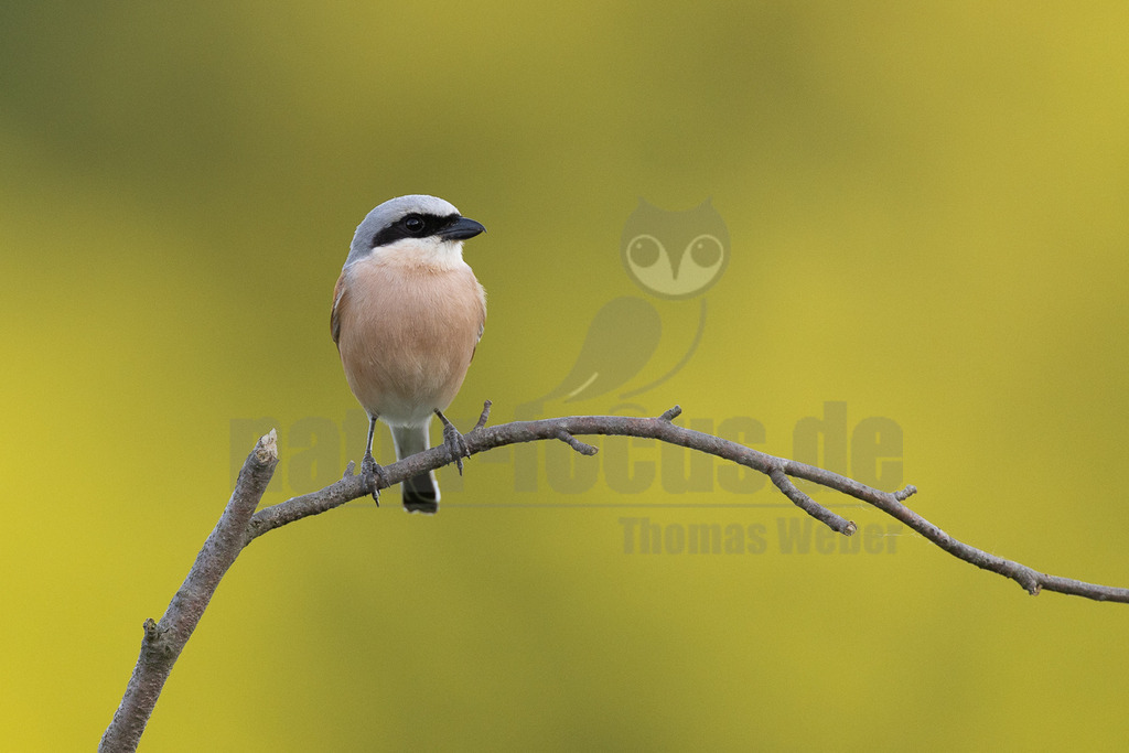 R5NF1690-20230602 | Der Neuntöter oder Rotrückenwürger ist eine Vogelart aus der Familie der Würger und in Mitteleuropa die häufigste Würgerart. Er ist vor allem durch sein Verhalten bekannt, Beutetiere auf Dornen aufzuspießen. Zu seiner Nahrung zählen vorwiegend Großinsekten, aber auch kleine Säugetiere und Vögel. - Realisiert mit Pictrs.com